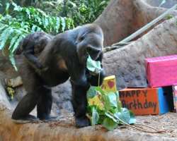 The Gorilla Rainforest in the Zoo is considered to be the largest indoor habitat for western lowland gorillas all over the world The Gorilla Rainforest in the Zoo is considered to be the largest indoor habitat for western lowland gorillas all over the world.